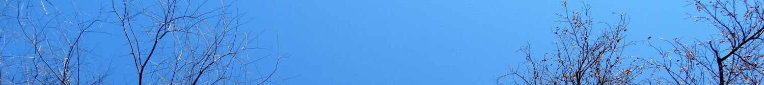 Horizontal view of treetops and Forsythia on March 30 in western Pennsylvania. Photo by Lynda McKinney Lambert.